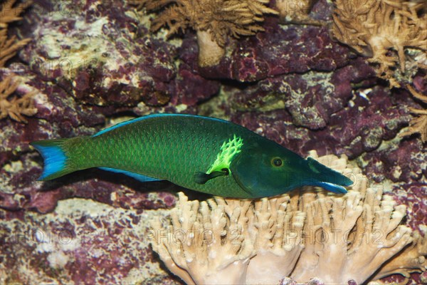 Green bird wrasse