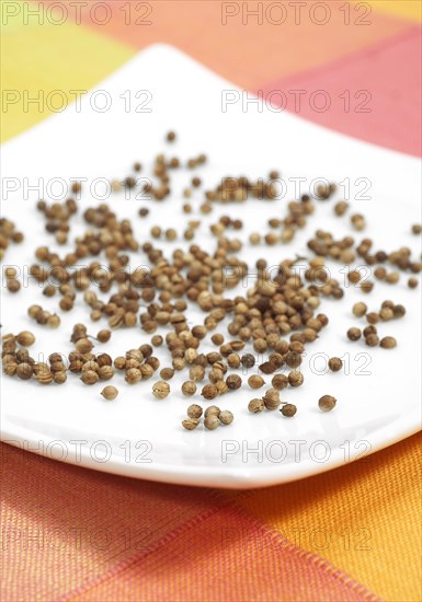 CORIANDER