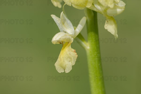 Pale pale orchid