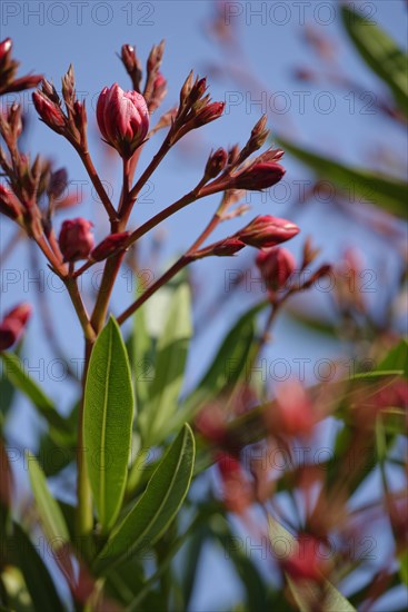 Oleander