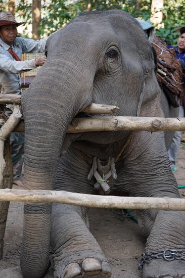 Elephant and Mahout