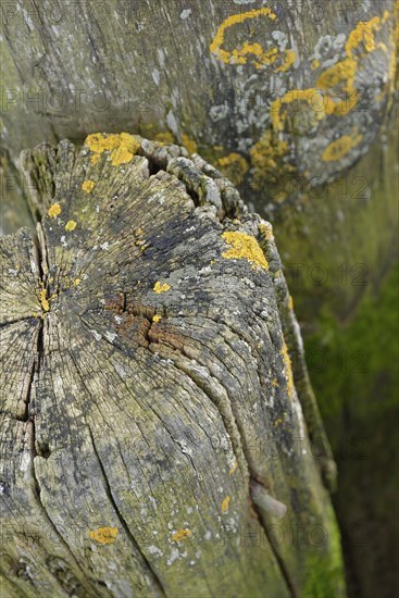 Old wooden bollards