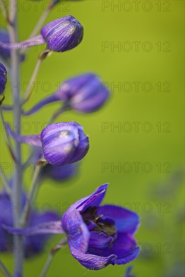 Forking larkspur