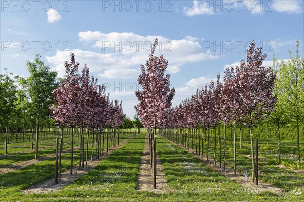 Ornamental Cherry