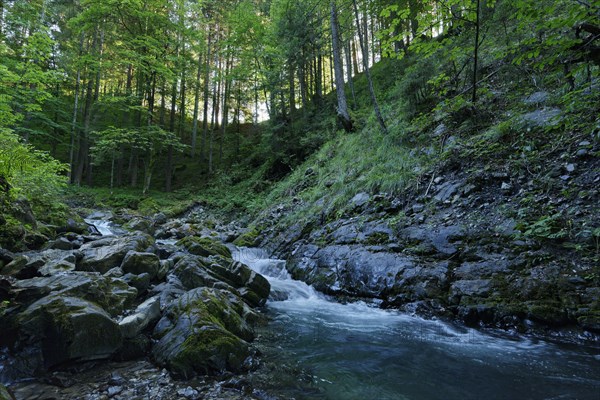 Gaisalpbach near Reichenbach