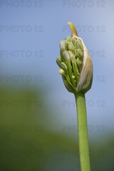 Lilies of the Nile