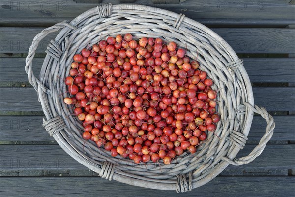 Fruits of the European crab apple