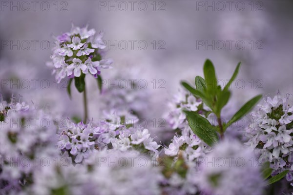 Flowering Common Thyme