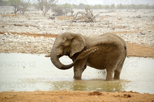 African elephant