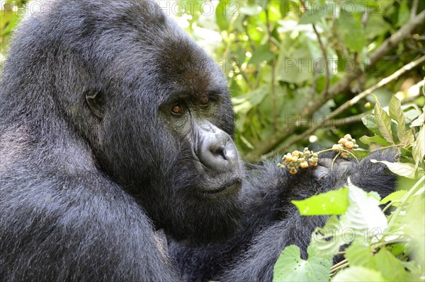 Portrait of a male silverback mountain gorilla