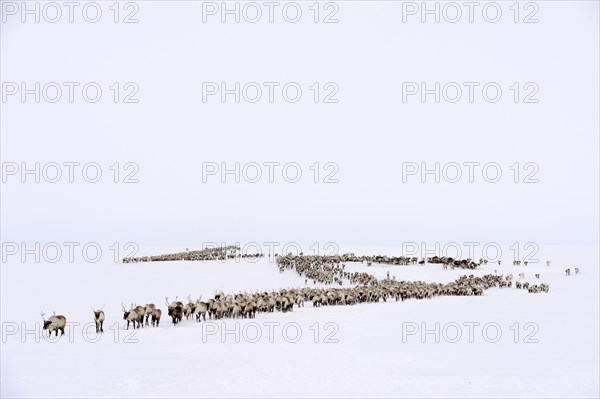 Nenets shepherds travelling on a sledge pulled by Reindeer