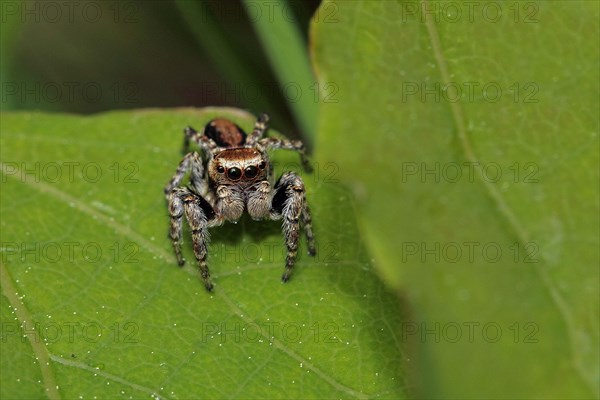 Four-point jumping spider