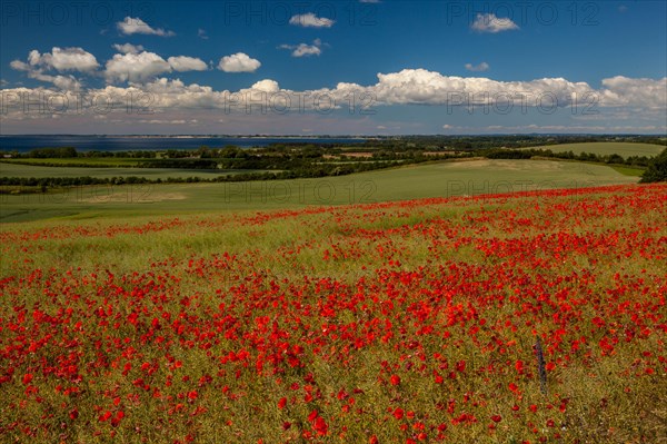 Poppy field