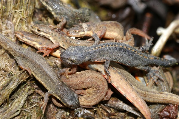 Great Crested Newt