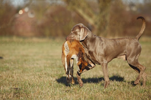 Weimaraner