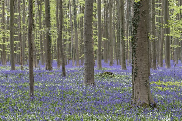 Bluebells