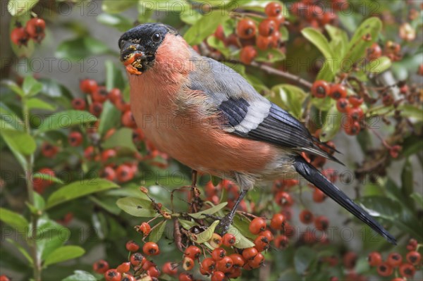 Eurasian bullfinch