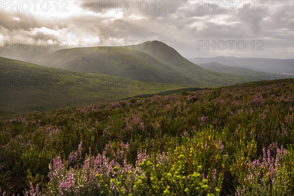 Fynbos heathland in the Walkerbay with dramatic clouds