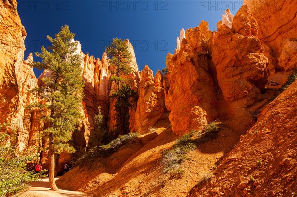 Navajo Loop Trail