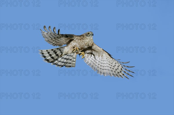 EUROPEAN SPARROWHAWK