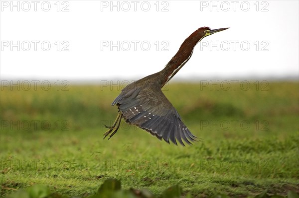 Rufescent Tiger-Heron