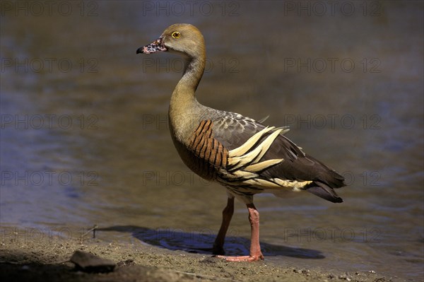 Plumed Whistling Duck