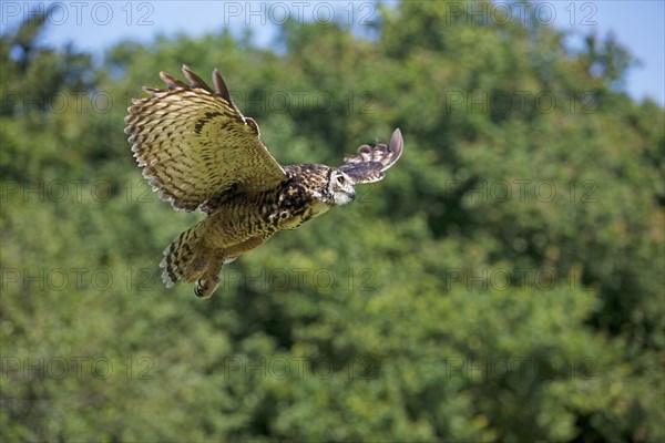 Cape Eagle Owl