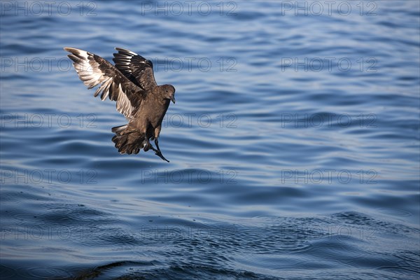 Brown Skua