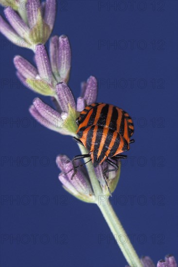 Stripped Shield Bug