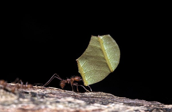 Leaf Cutter Ant