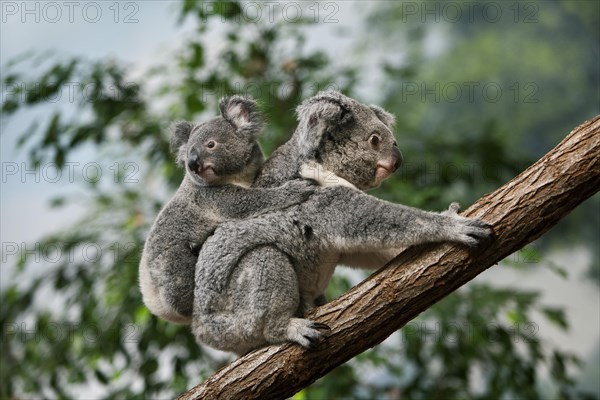 Koala