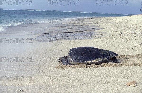 Loggerhead Sea Turtle