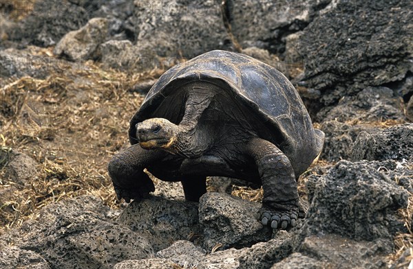 Giant Galapagos Tortoise