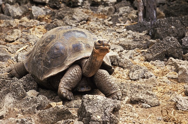 Giant Galapagos Tortoise