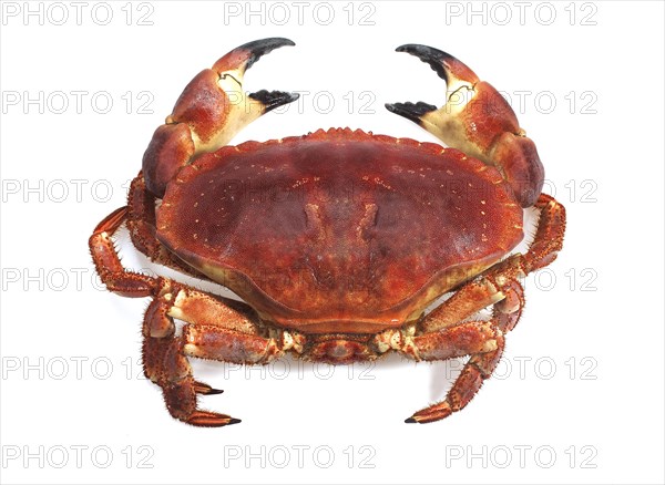 Edible crab