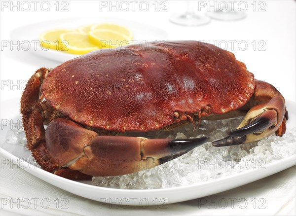 Edible crab