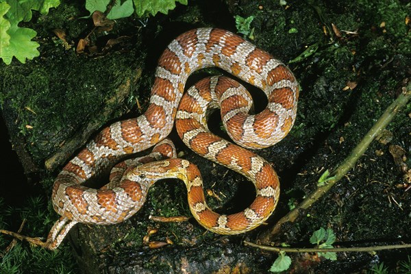 CORN SNAKE