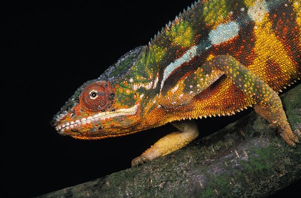 Jewel chameleon