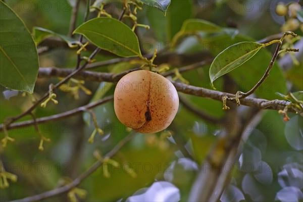 Nutmeg tree