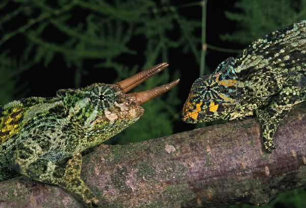 JACKSON'S CHAMELEON chamaeleo jacksoni