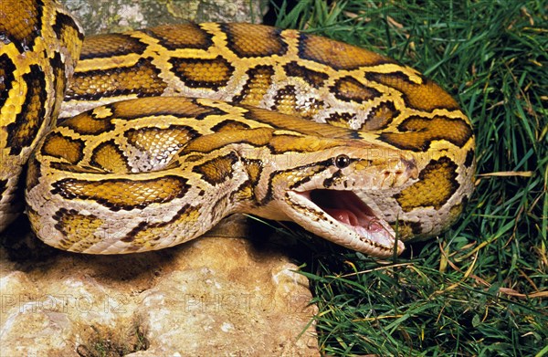 Indian python