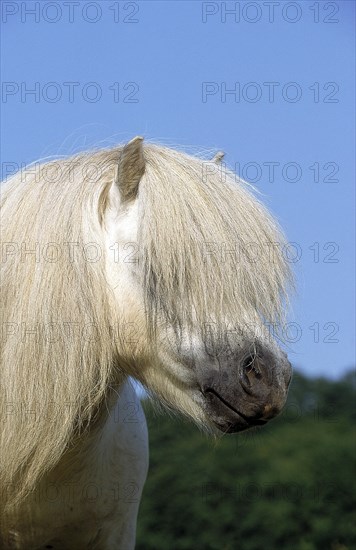 SHETLAND PONY