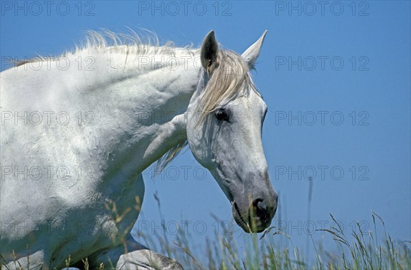 Lusitano horse