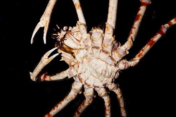 Japanese Spider Crab