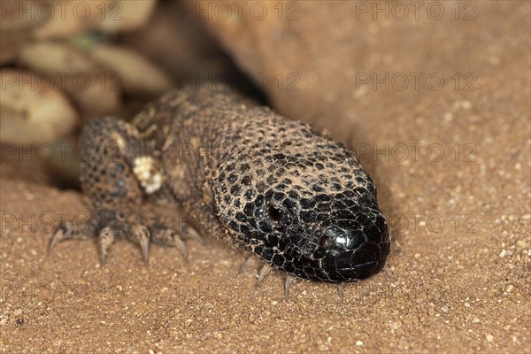 BEADED LIZARD