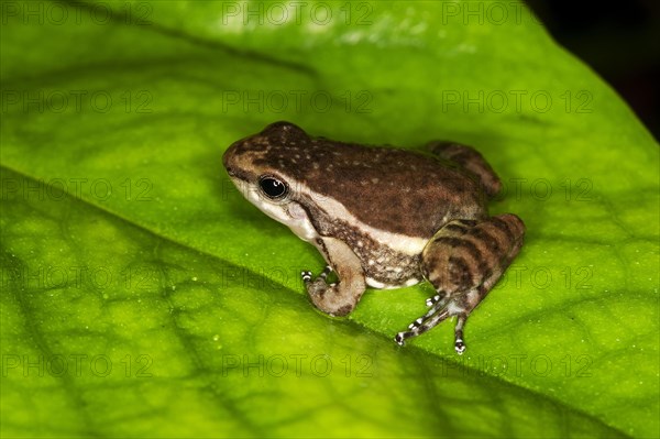 POISON BLACK FROG colostethus infraguttatus