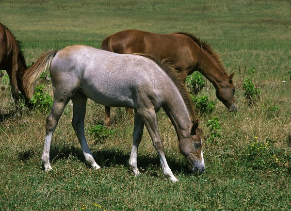 ANGLO ARABIAN HORSE