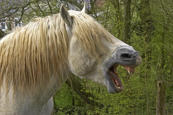 Percheron horse