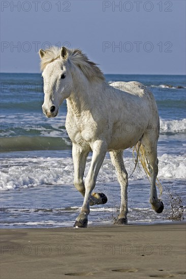 Camargue horse