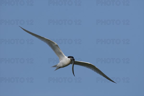 Sandwich tern